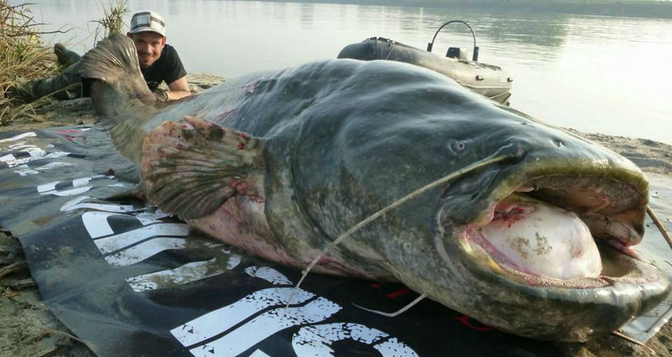 World record catfish