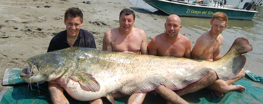 Top 6 : Silure record de 271 cm pris sur le Pô au Il Campo del Siluro