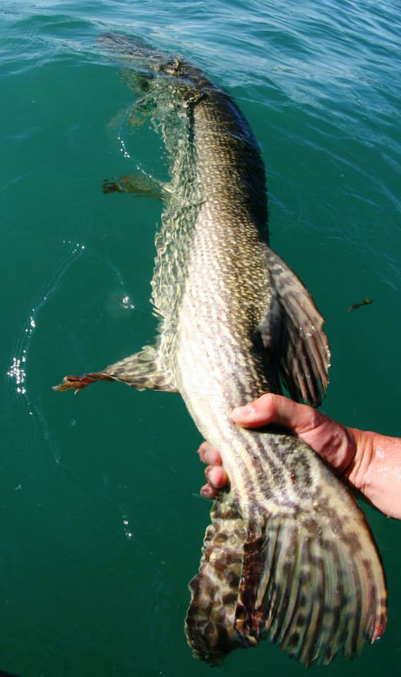 Top 3 : Brochet de 137 cm pris par Sylvain Legendre sur le lac d'Annecy