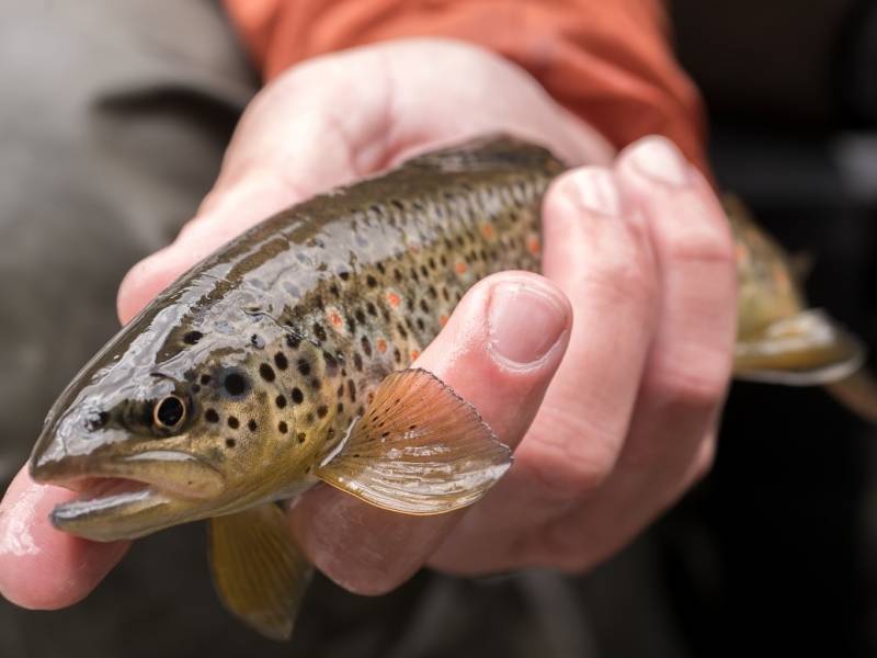 Ouverture de la pêche de la truite 2025