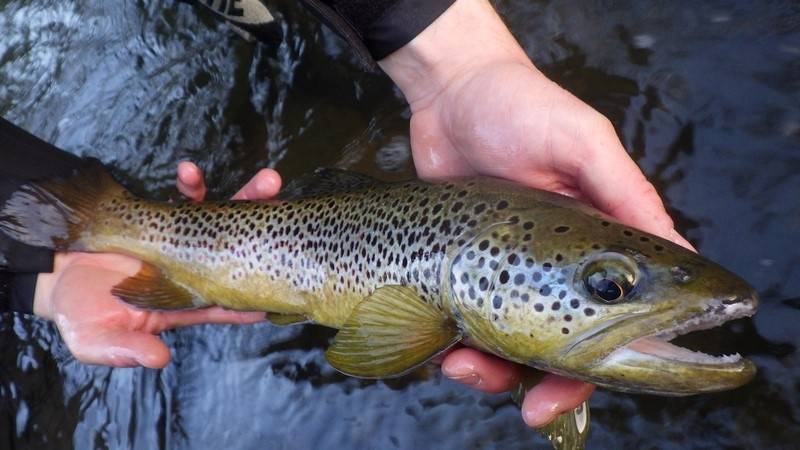 Ouverture de la pêche à la truite 2025