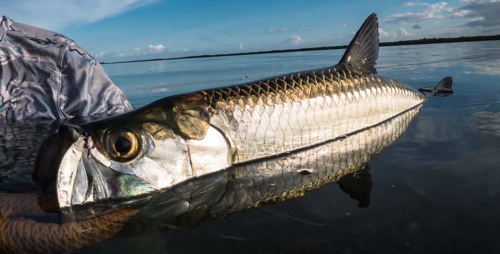 Tarpon-poisson