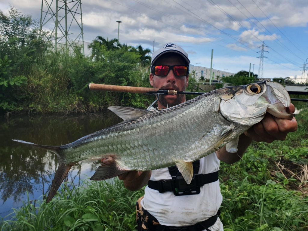 Les tarpons juvéniles mangent tout et n'importe quoi