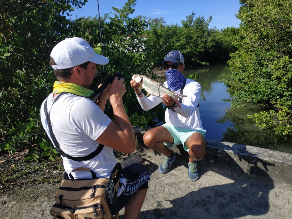 Le taux de croissance du tarpon dépend de la qualité de l'habitat