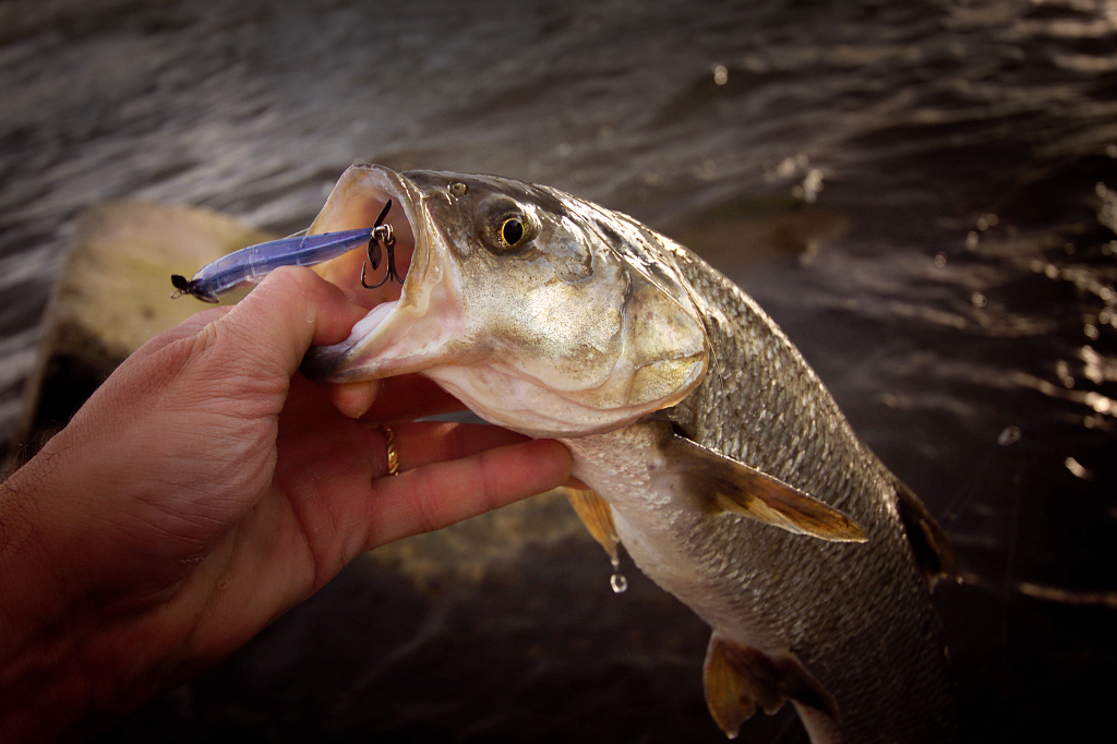 Señuelos para áspid: 3 señuelos esenciales para la pesca del áspid