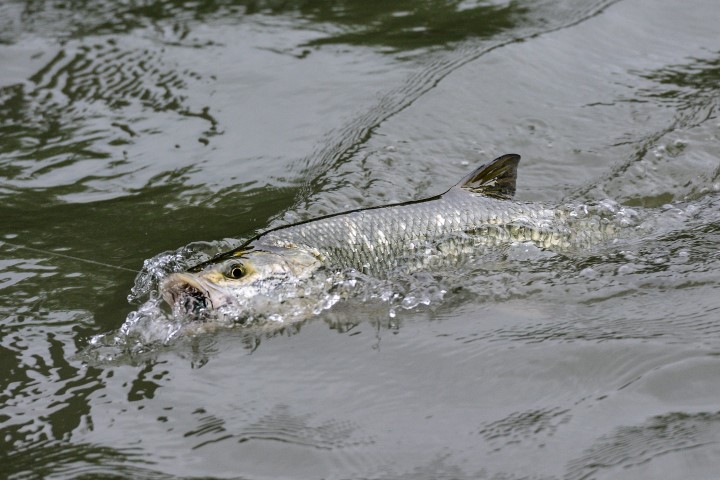 Choix des zones pour pêcher l'aspe