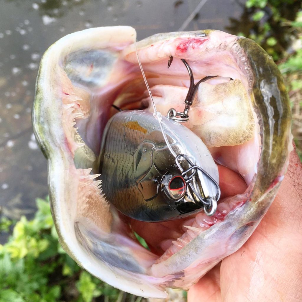 La pêche au swimbait