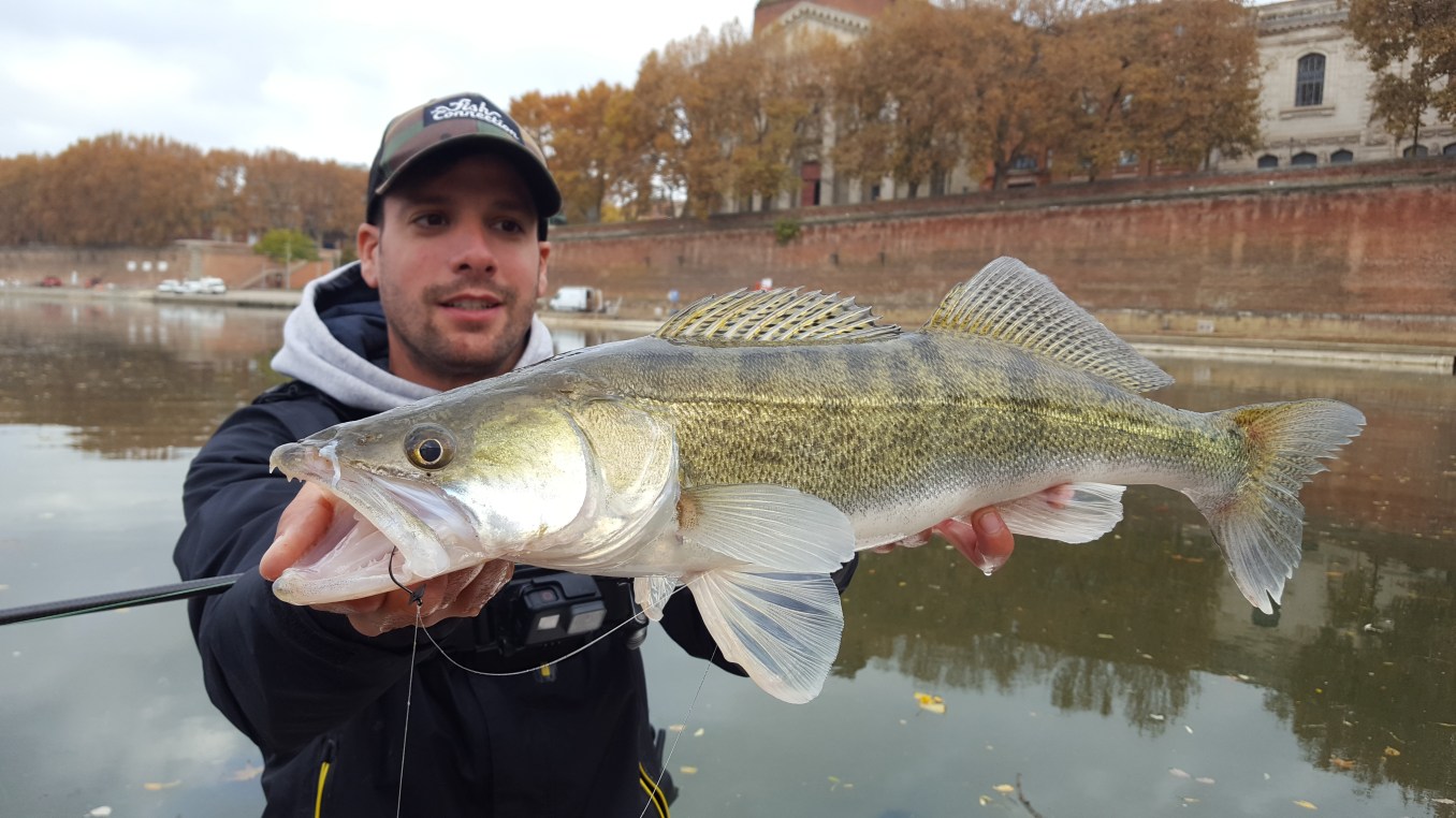 Pêche au drop shot - Tout savoir sur la pêche au crop shot