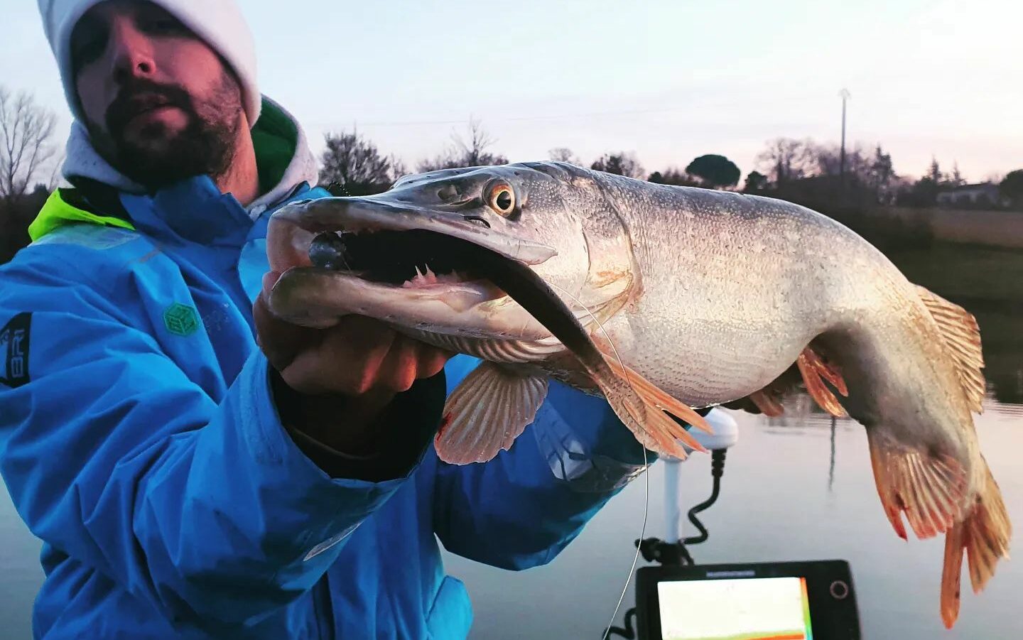 Alimentation du brochet