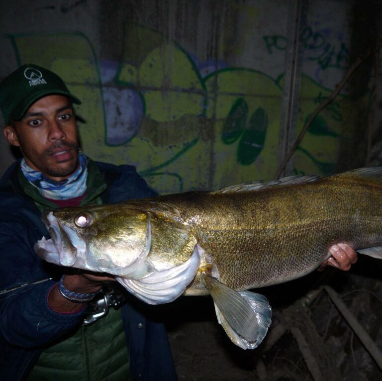 Pike-perch: all you need to know about this phantom fish - Rodmaps