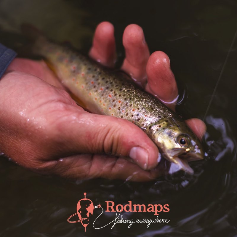 Une petite truite pêchée par l'équipe Rodmaps