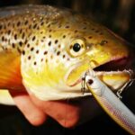 Tamaño del anzuelo para trucha: ¿Qué anzuelos debo elegir para la trucha?