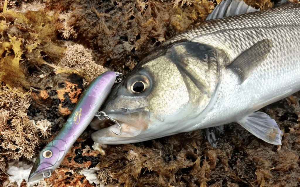 Señuelos de superficie para lubinas: 10 señuelos para la pesca de lubinas en superficie