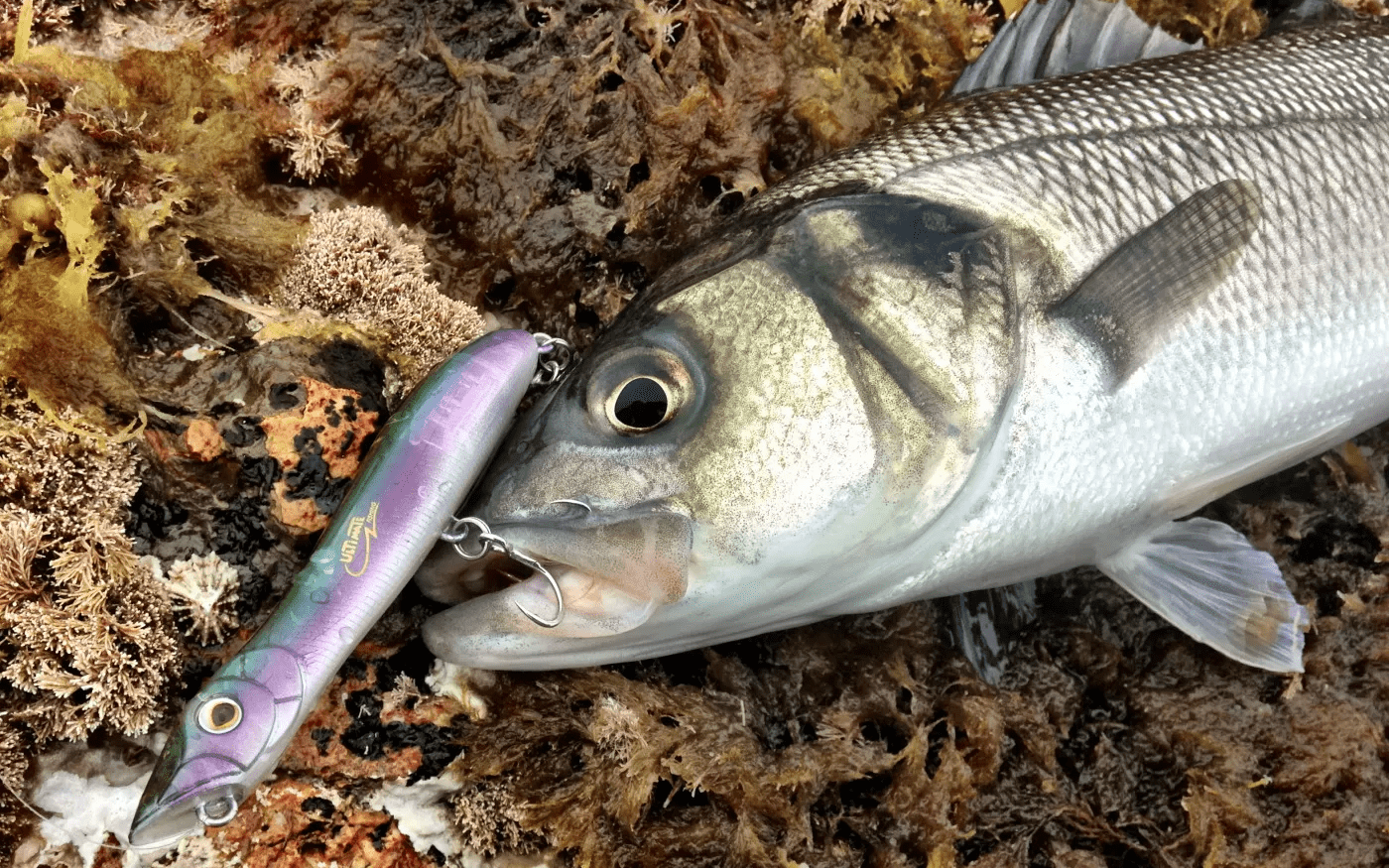 Leurre de surface bar : 10 leurres pour pêcher le bar en surface