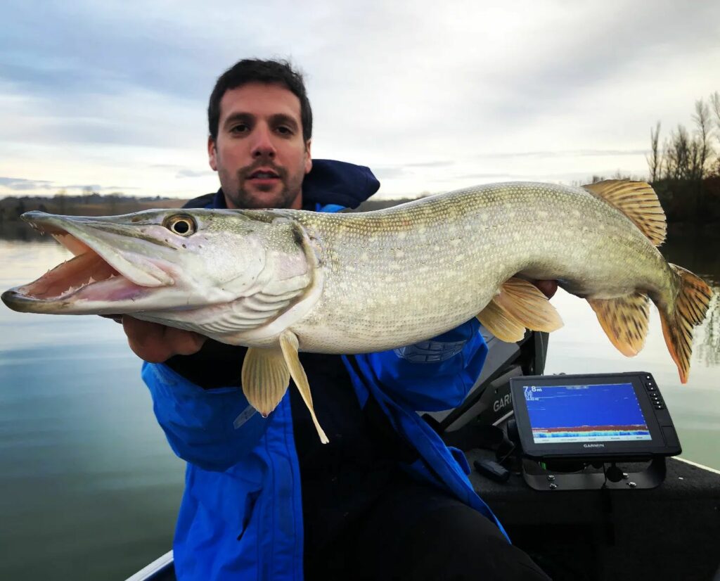 Comprendre le comportement du brochet en hiver