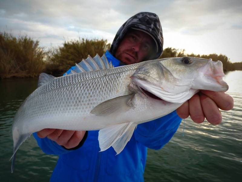 Pesca de lubina en España