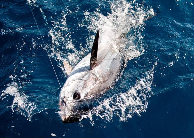 Pesca de altura en el Mediterráneo