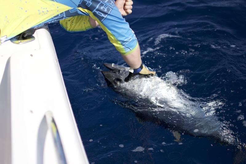 Tuna fishing in Spain