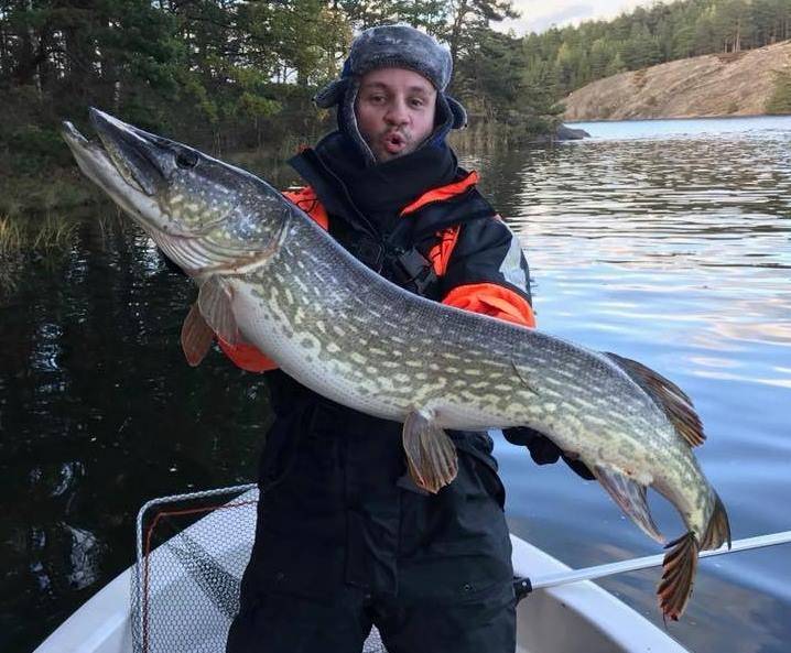 Pesca de carnívoros en Suecia, en Västervik