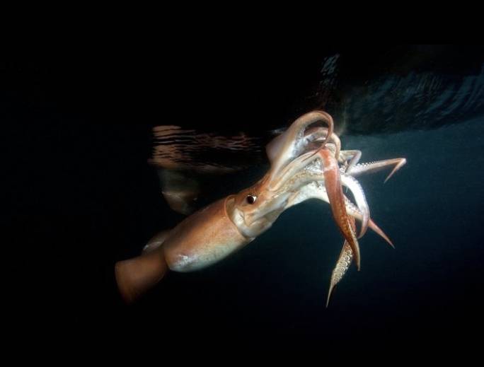 Pêche du calamar en Corse de nuit