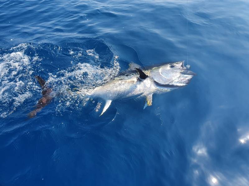 Pêche du thon sur chasse en mer Méditerranée