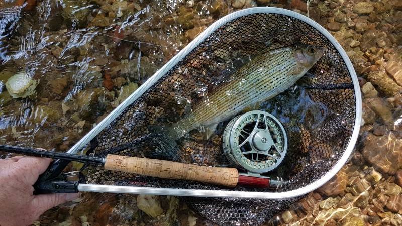 Salmon fishing course in the Vosges