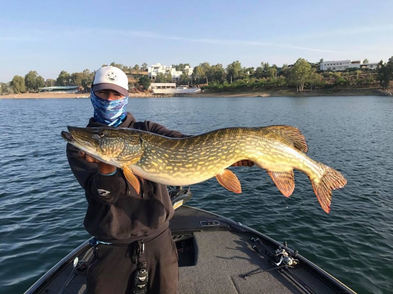 colour lure pike fishing