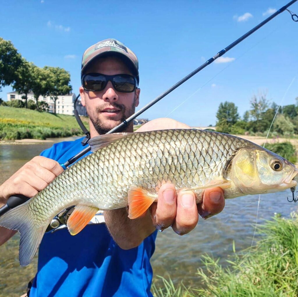 Characteristics and habitat of the chub