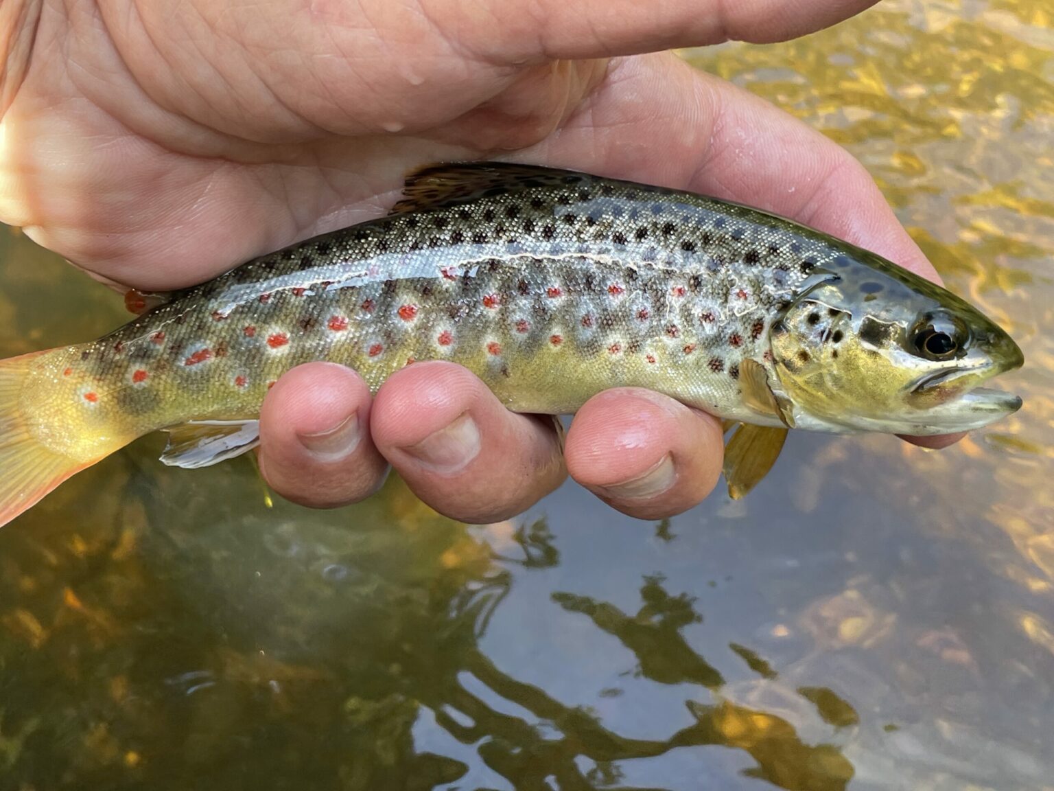 La truite fario découvrez ce poisson mythique des rivières et lacs — free download