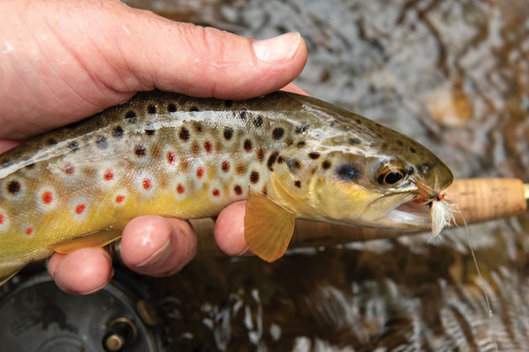 Truite fario prise à la mouche