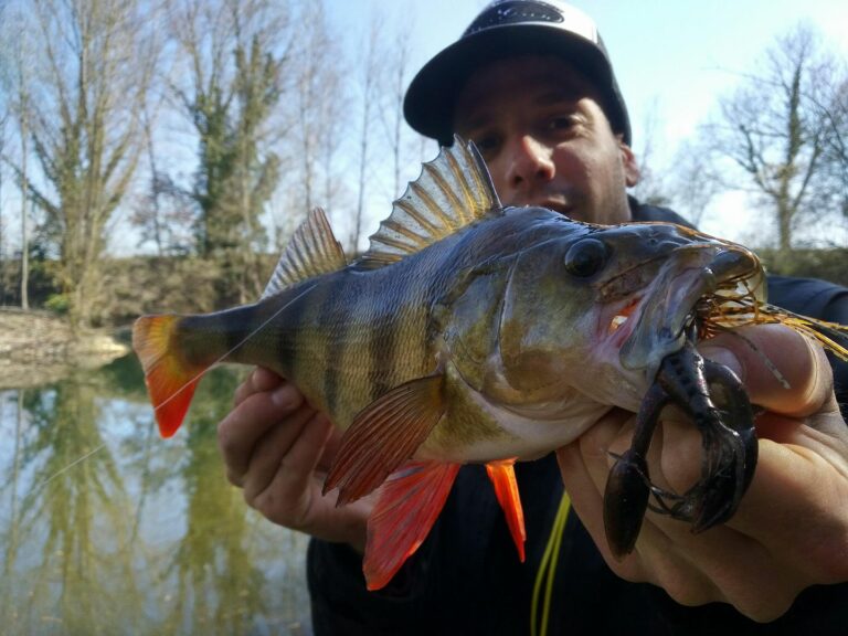 Comment pêcher la perche ? Nos techniques pour réussir vos sessions