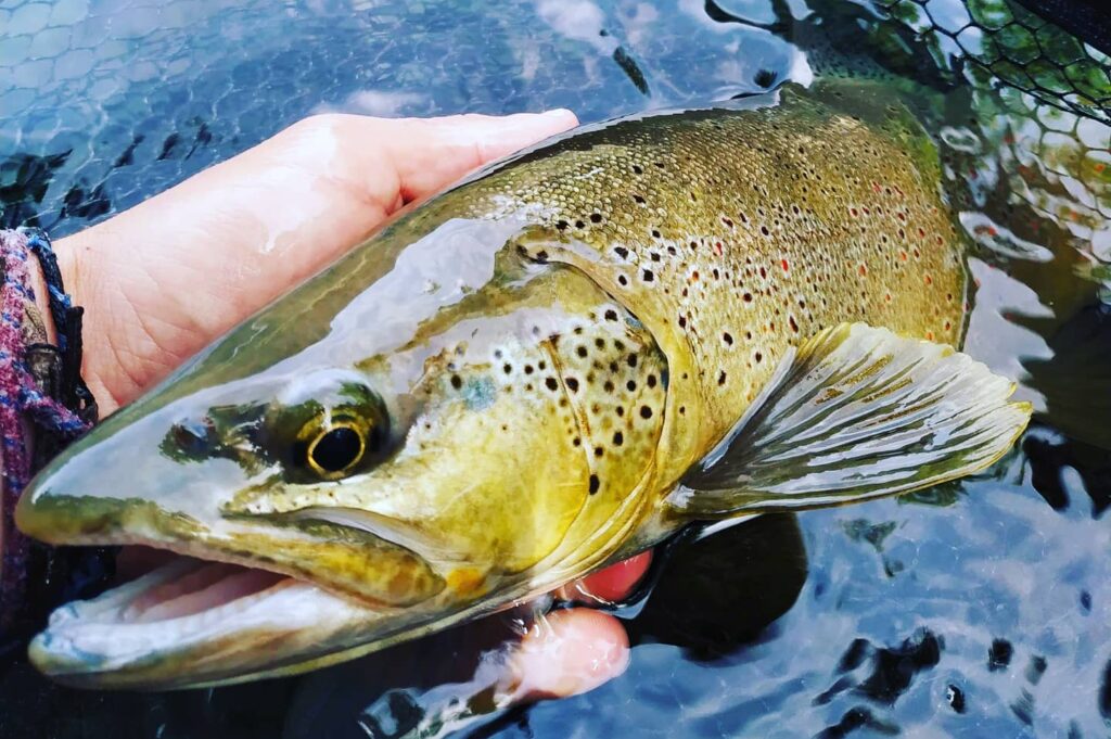 comment pecher la truite en rivière