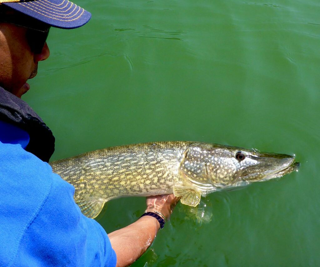 comment tenir un brochet relacher