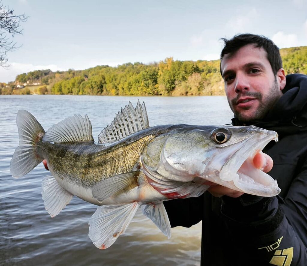 drop shot rig for pike-perch fishing