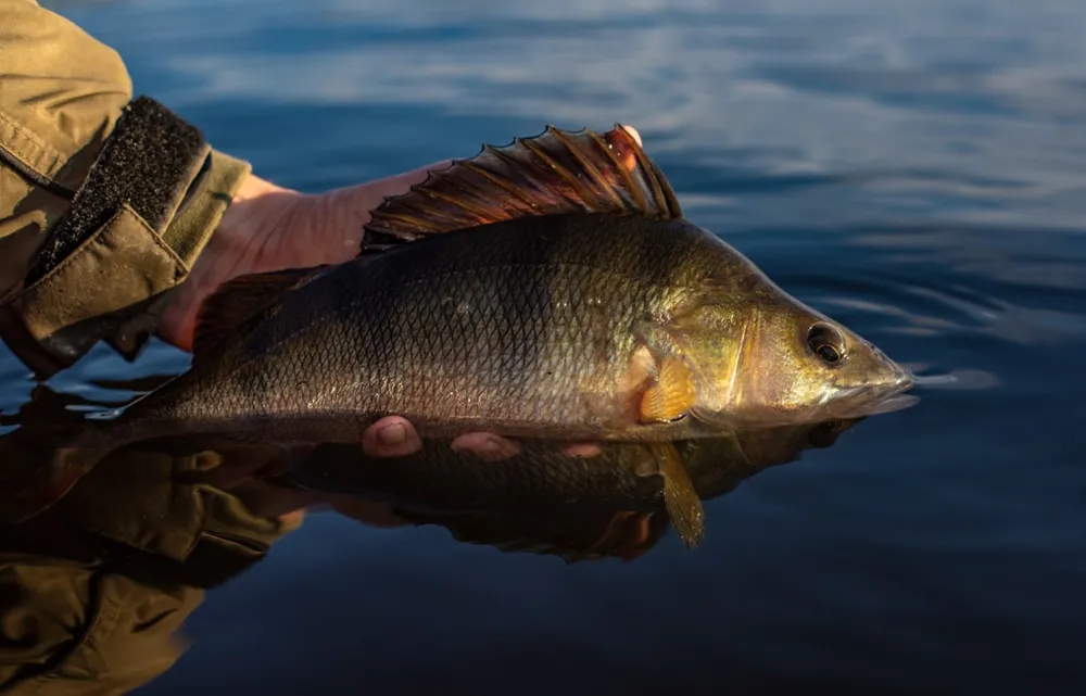 perche-poisson