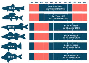 Calendrier De Pêche Shakespeare 1952 – Vintage – (Bon État)