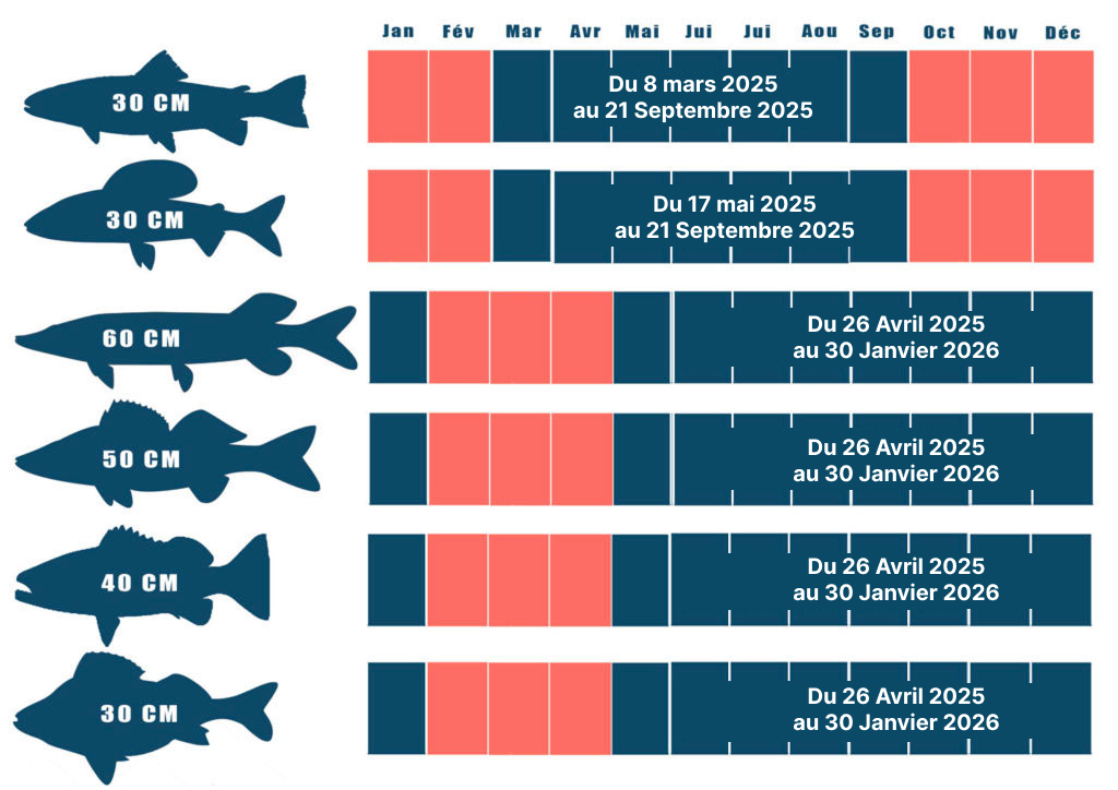 date ouverture peche et taille capture 2025