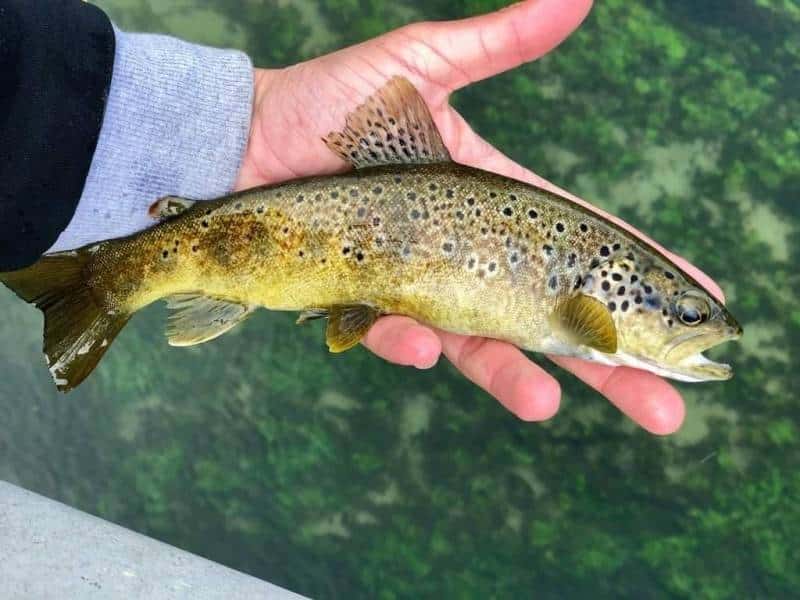 ouverture peche truite 2026