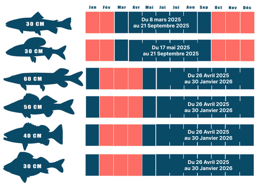 Ouverture de la pêche du brochet 2025 : Dates et réglementation