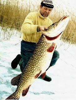 Les prétendants au record du monde du brochet en Pologne