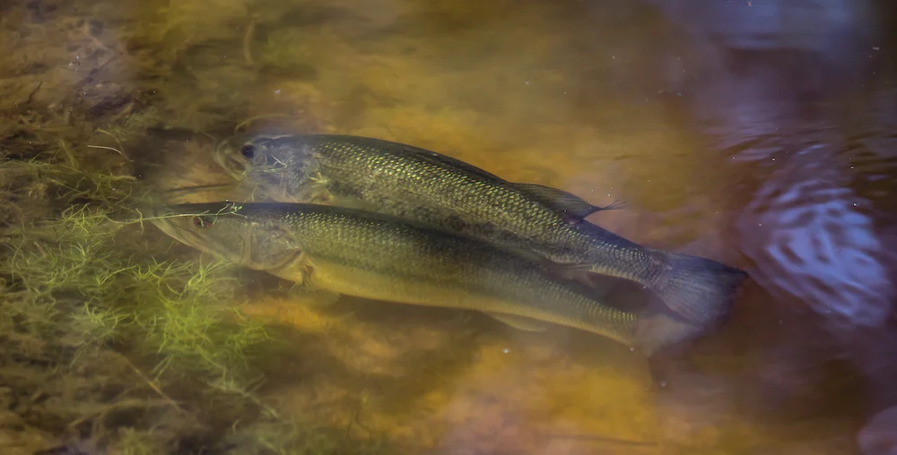 La reproduction du black bass