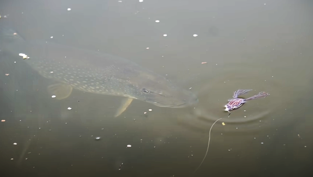 leurre grenouille brochet