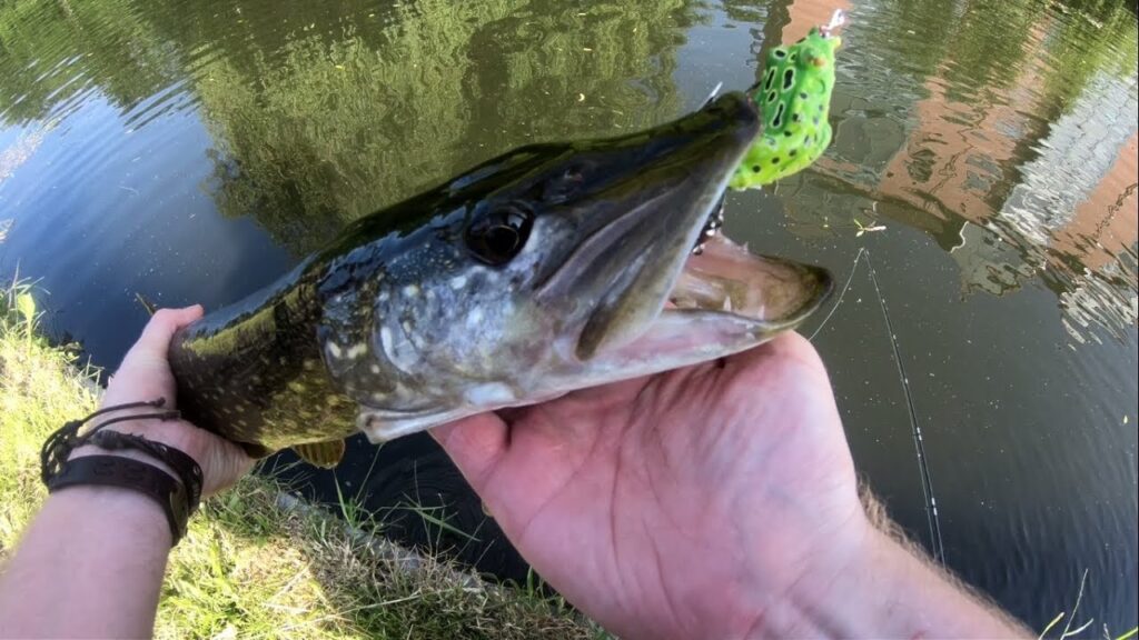 Nos astuces pour une pêche du brochet à la frog réussie