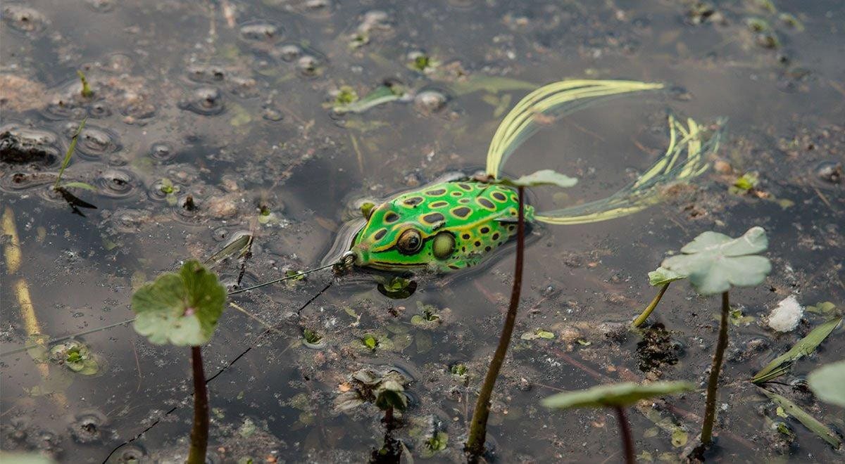 quel leurre grenouille brochet