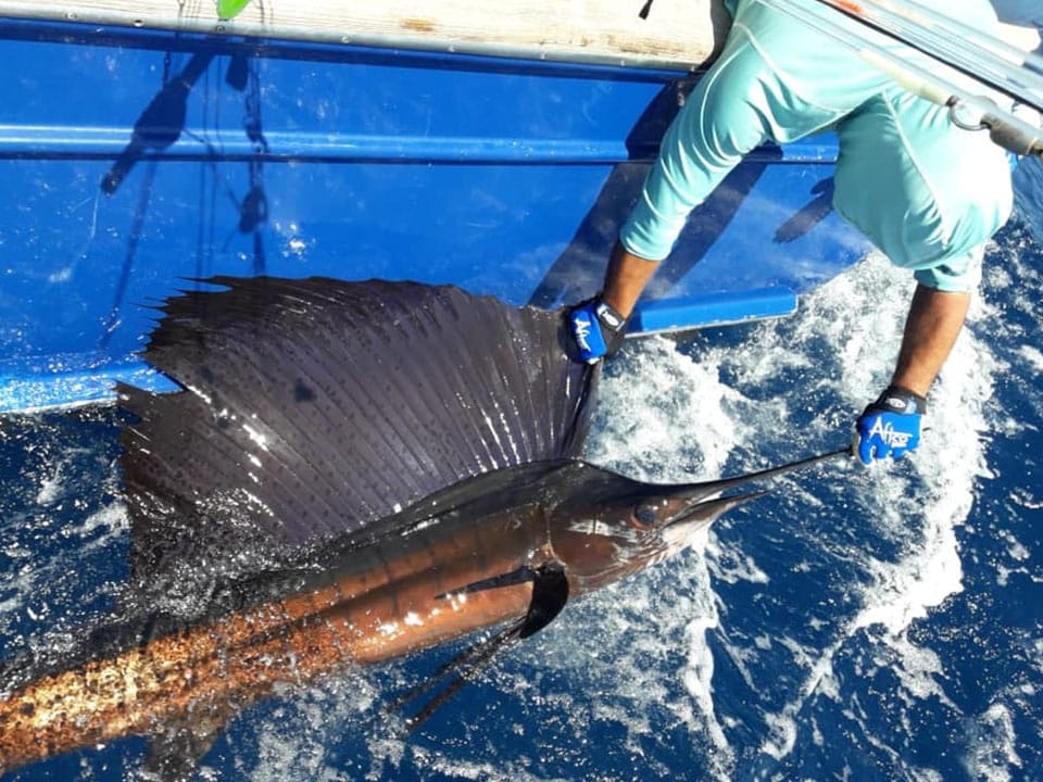 Pesca en Costa Rica - Pez espada