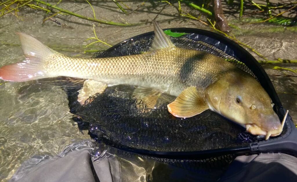 Peche barbeau leurre
