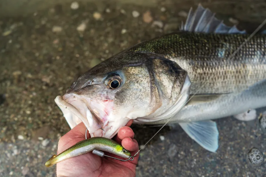 pêche du bar au leurre
