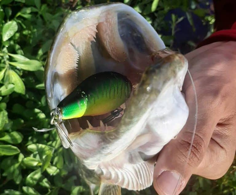 Leurre I-Jack poisson nageur pour la pêche