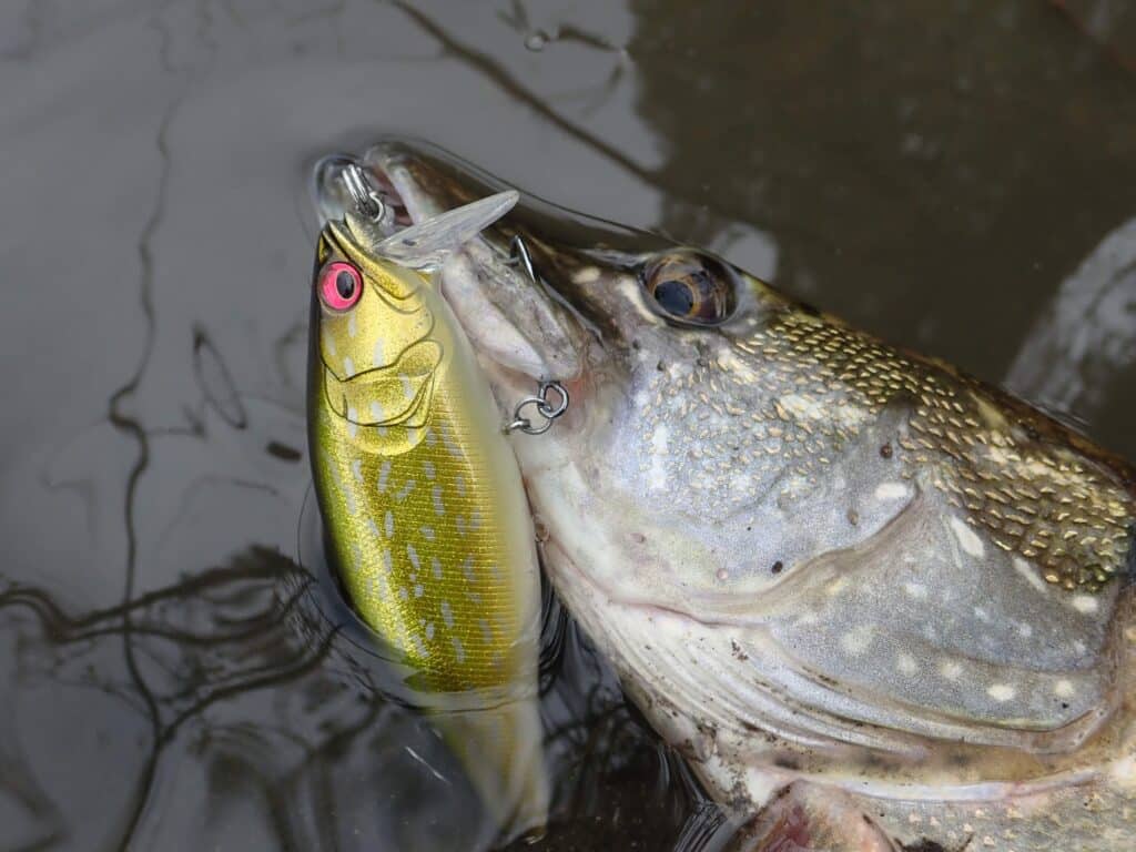 Megabass I-Jack leurre
