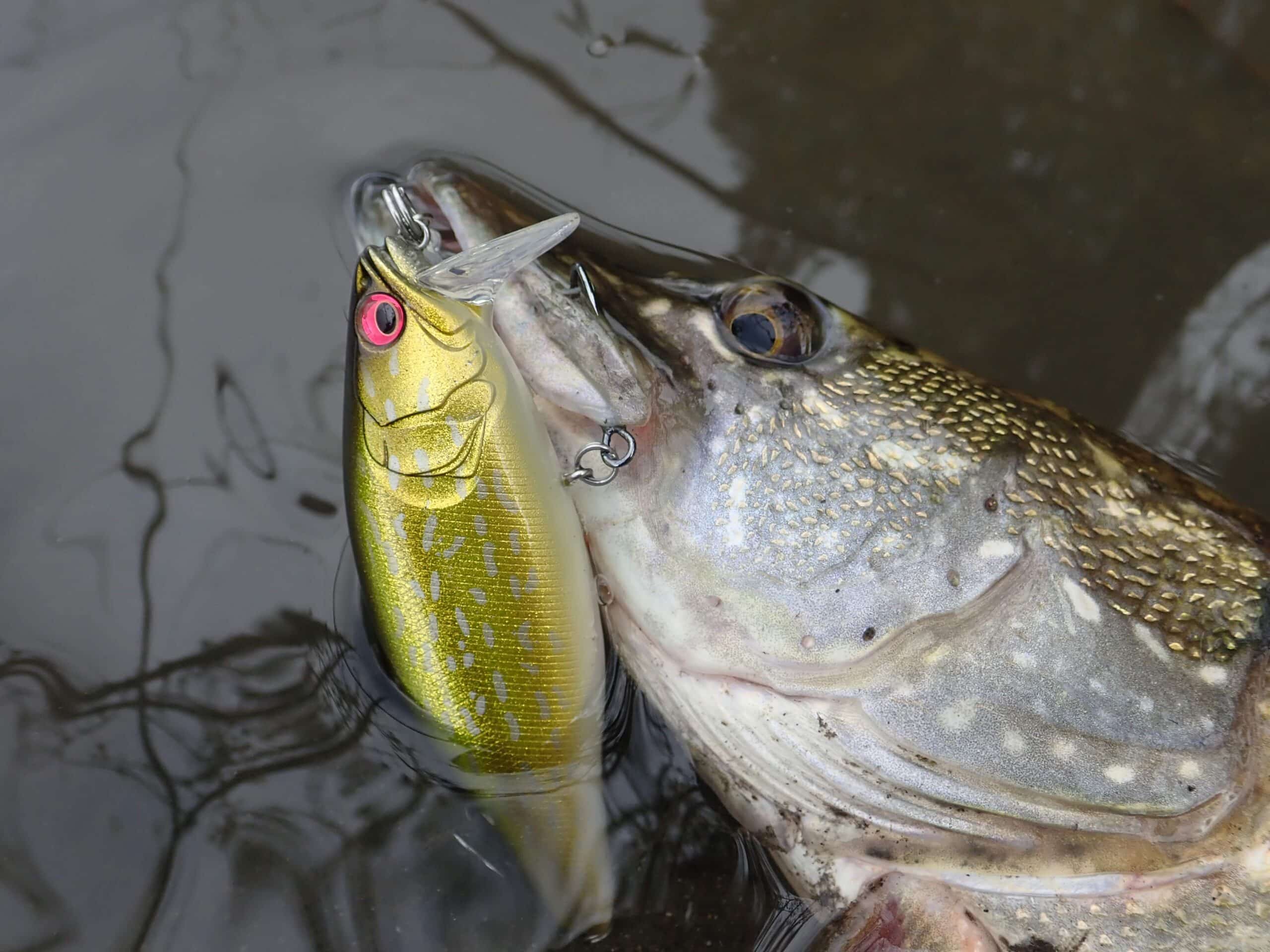 Megabass I-Jack leurre